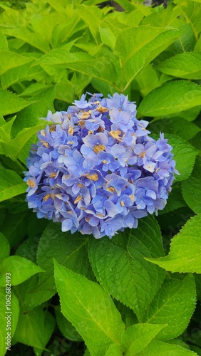 Fresh blue and purple Hydrangea flowers with green leaves close-up. Blue Hydrangea - Hydrangea macrophylla or Hortensia flower.