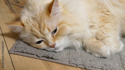 Fotografija Close-up of the face of a poor cat lying on a rug