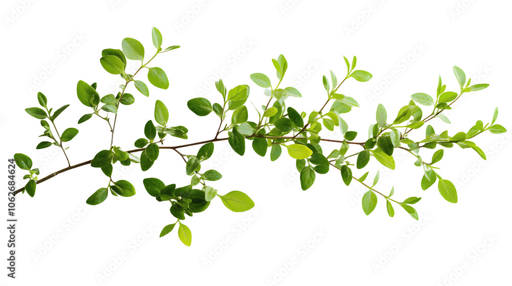 Fresh green herb sprig with vibrant leaves and natural texture Fresh green herb sprig with vibrant leaves and natural texture