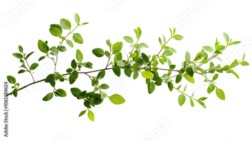 Fresh green herb sprig with vibrant leaves and natural texture