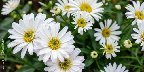 Close-up of a blooming fresh white chrysanthemum flower, plant, garden, fresh