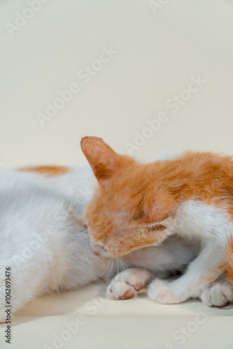 The closeness of a white striped mother cat with her one month old kitten on a white background. Concept photo of an orange kitten breastfeeding and playing with its mother