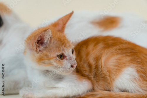 The closeness of a white striped mother cat with her one month old kitten on a white background. Concept photo of an orange kitten breastfeeding and playing with its mother photo