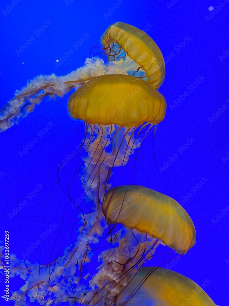 jelly fish in aquarium jelly fish in aquarium