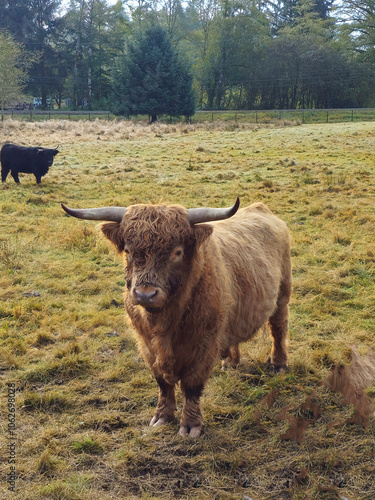 Handsome bull on an Oregon farm in the Autumn