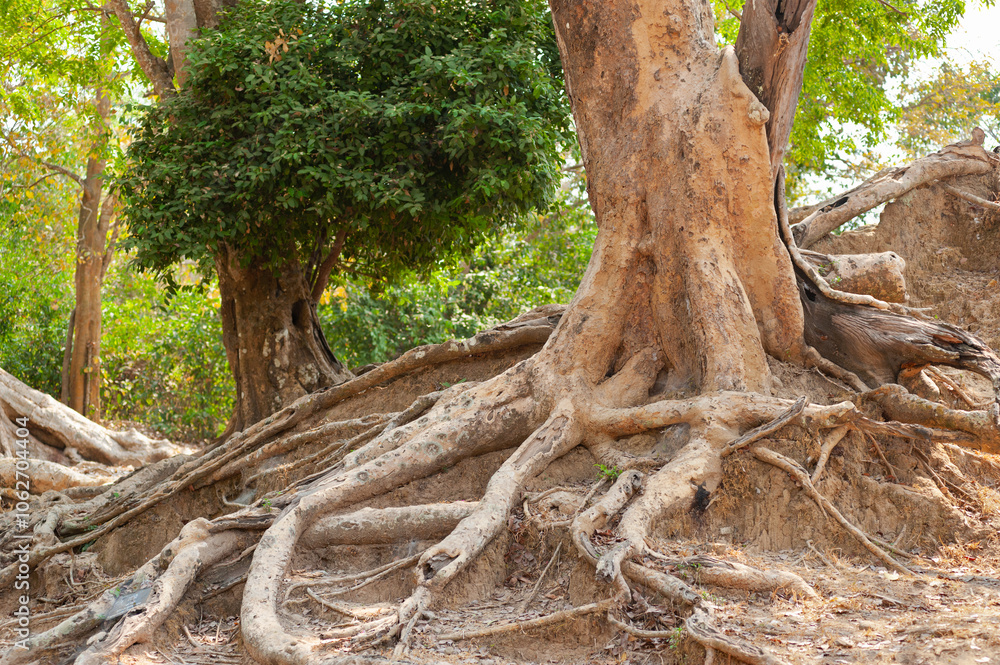 old tree with bared roots old tree with bared roots