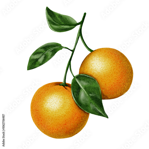  Branch with orange. Green leaves and orange fruit. The orange is ripe on the branch. Natural natural colors. Watercolor illustration. No background