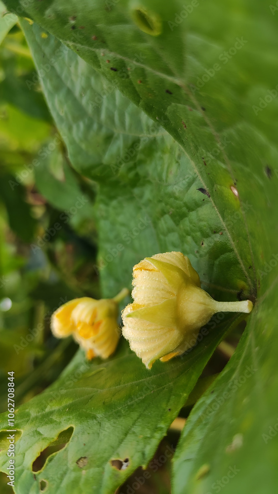 yellow flower with green leafy background yellow flower with green leafy background
