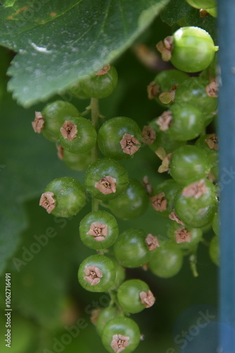 unreife johannisbeeren an strauch photo