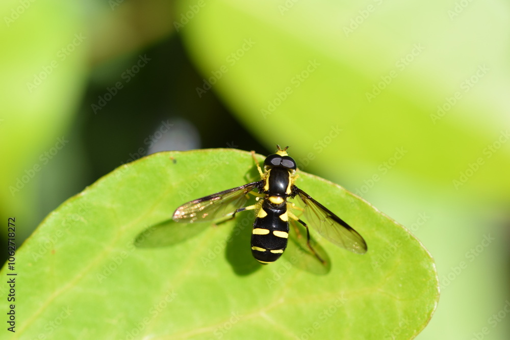 Naklejka premium schwebfliege auf einem grünen blatt