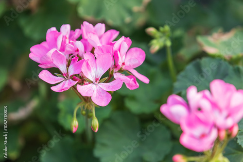 A geranium with pink petals found in a botanical garden.
