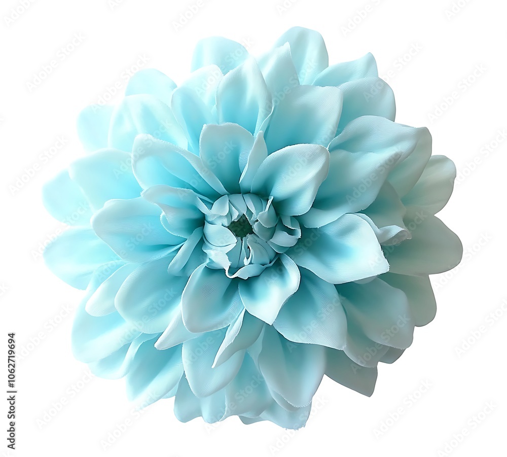 light blue flower on a white background isolated with clipping path. Closeup. big shaggy flower. for design. Dahlia light blue flower on a white background isolated with clipping path. Closeup. big shaggy flower. for design. Dahlia