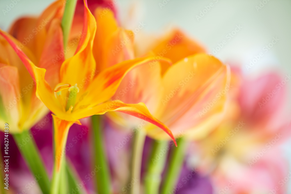 fresh tulips in the vase fresh tulips in the vase