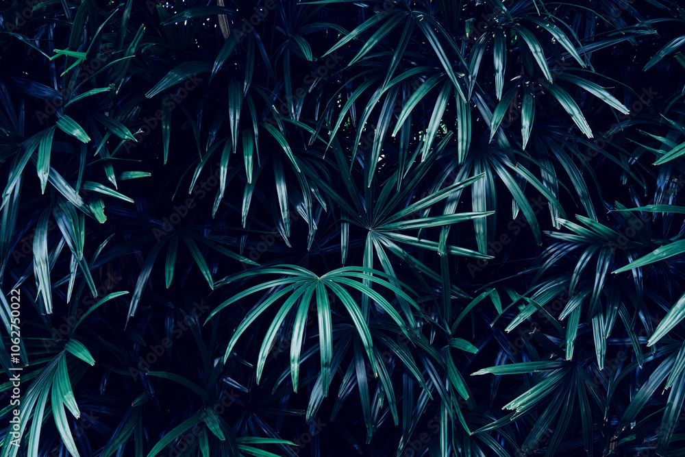 abstract tropical leaf textures on dark tone, natural green background. abstract tropical leaf textures on dark tone, natural green background.