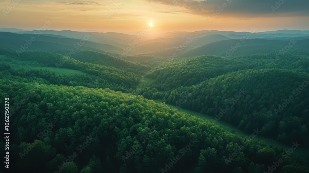 Obraz premium Green rolling hills with forest at sunset