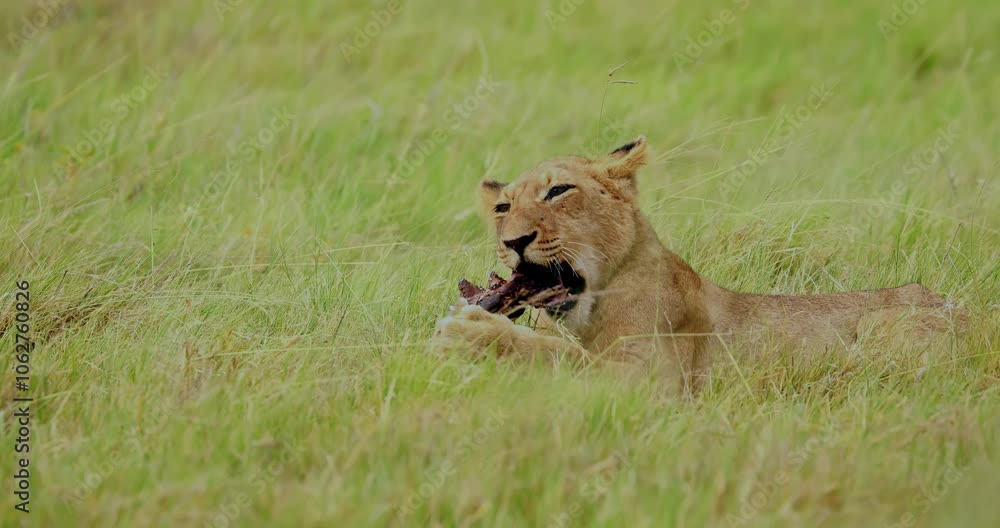 Lion in South Africa feasts on prey in tall grass during a quiet moment in the wild