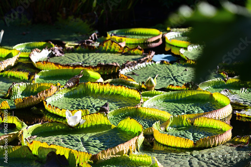  Weiße Seerose an Teich botanischer Garten Wuppertal, Deutschland photo