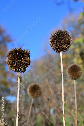 Drüsenlose Kugeldistel