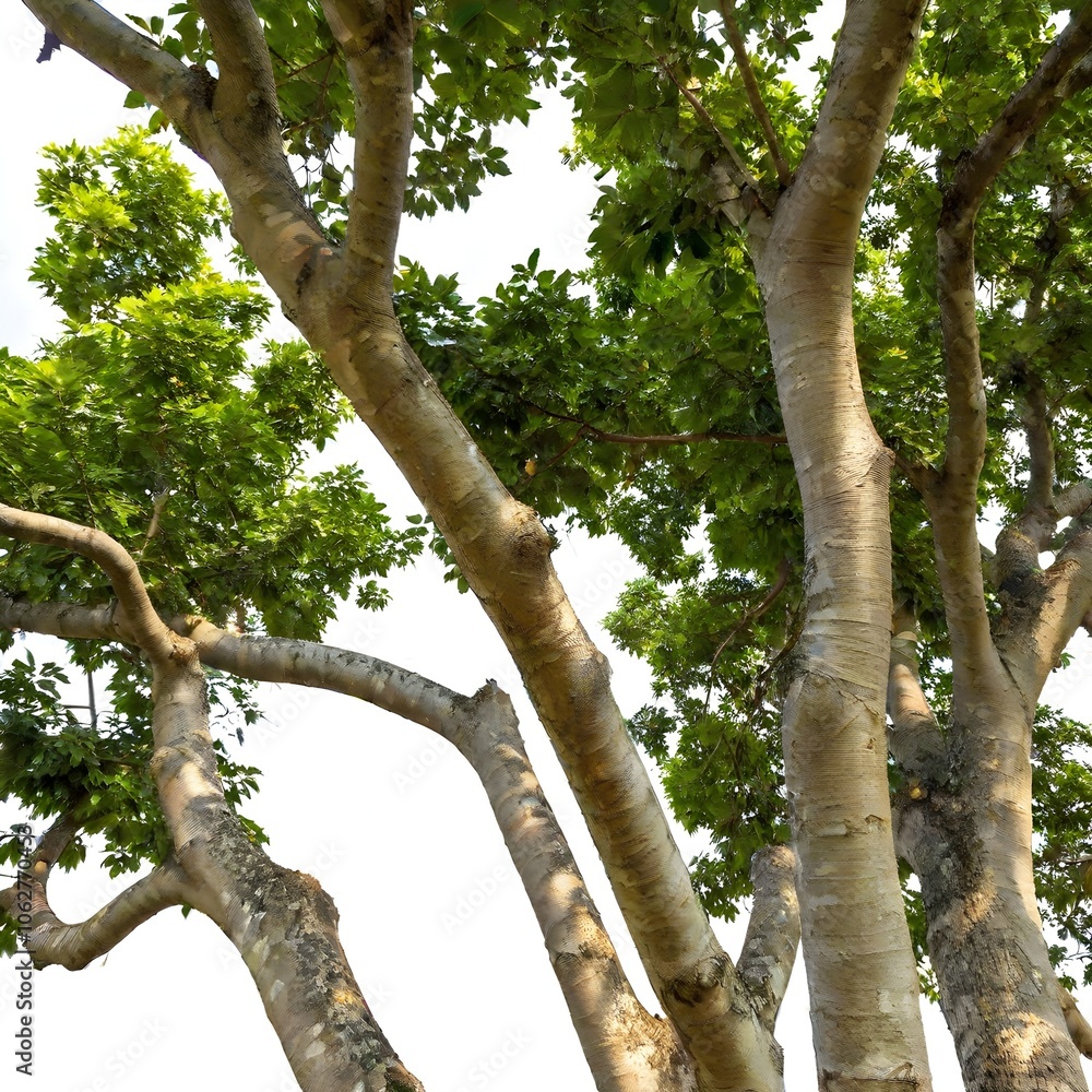 tree trunks and tropical stems isolated on white background tree trunks and tropical stems isolated on white background