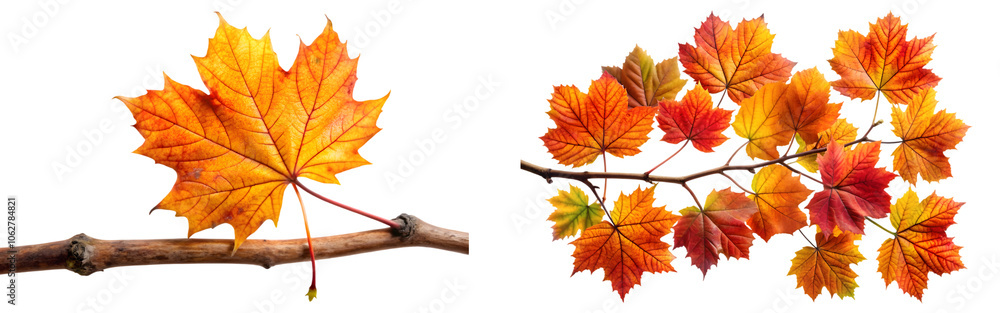 set of autumn leaves on branch isolated on a transparent background, cut out set of autumn leaves on branch isolated on a transparent background, cut out