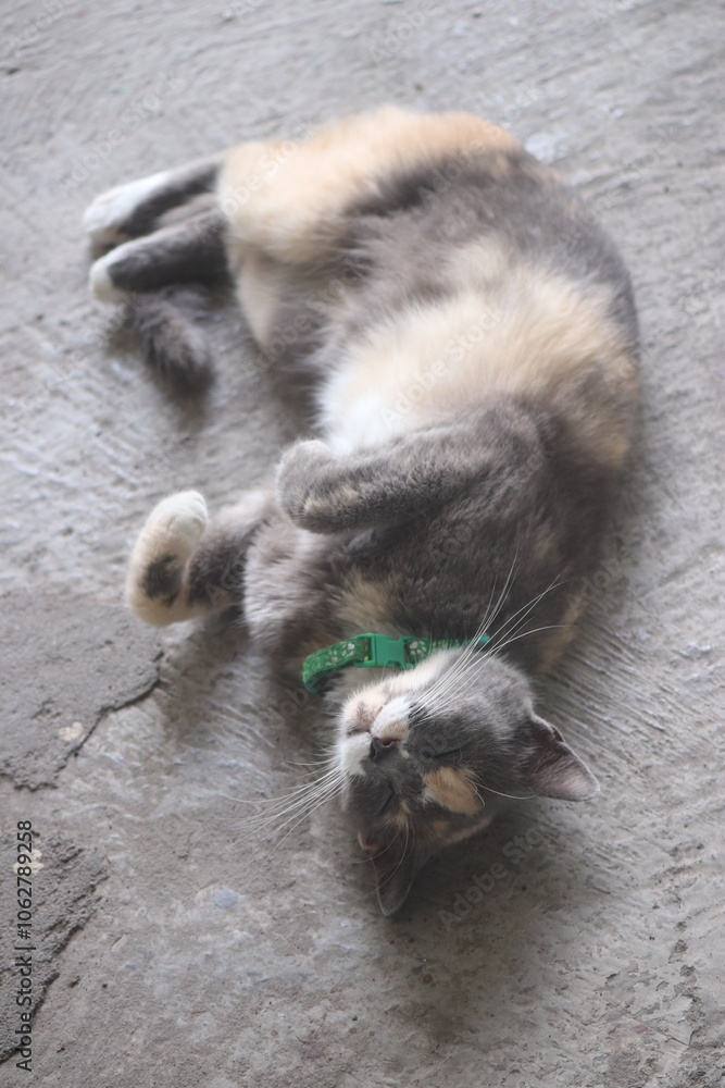 Obraz premium Cat's funny behavior seeks his master's attention