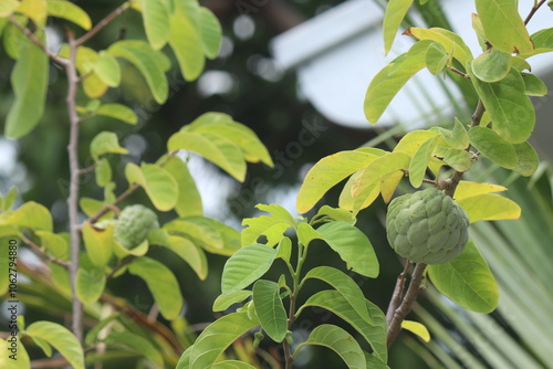 soursop fruit from the Asian region which is shaped like snake scales photo