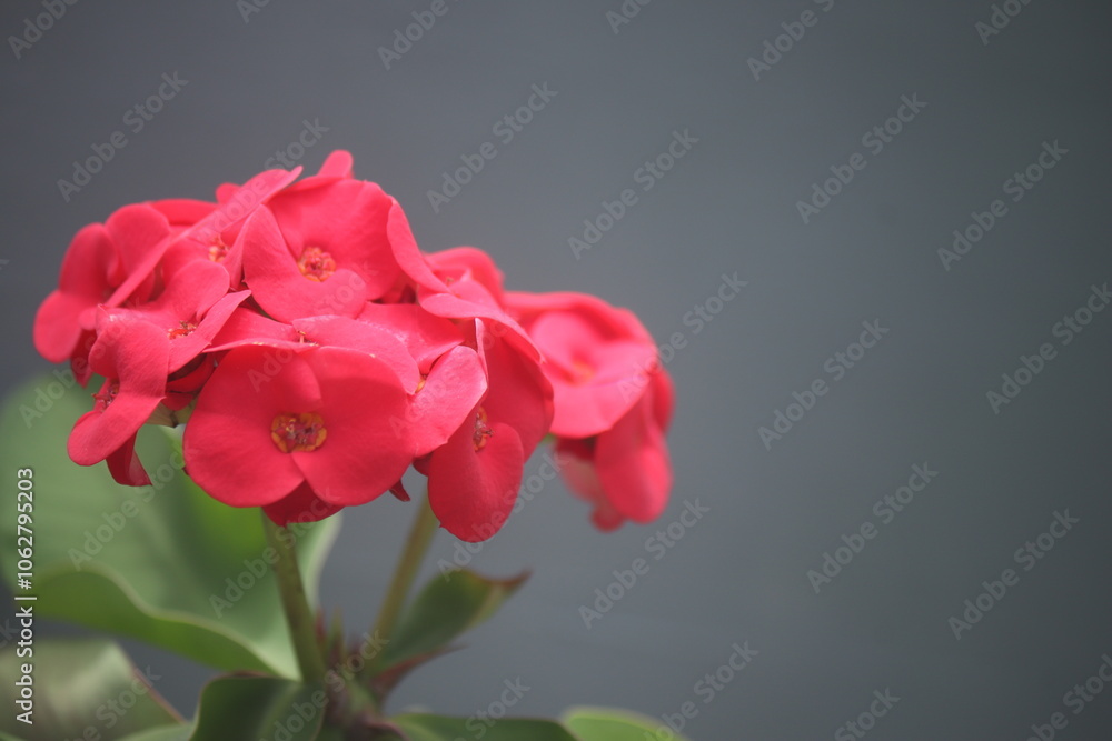 beautiful red flowers surrounded by green leaves beautiful red flowers surrounded by green leaves