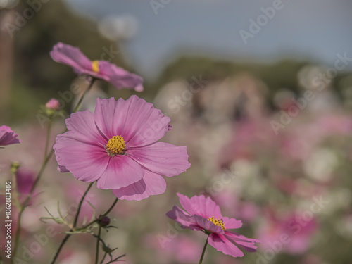 ピンクのコスモスの花