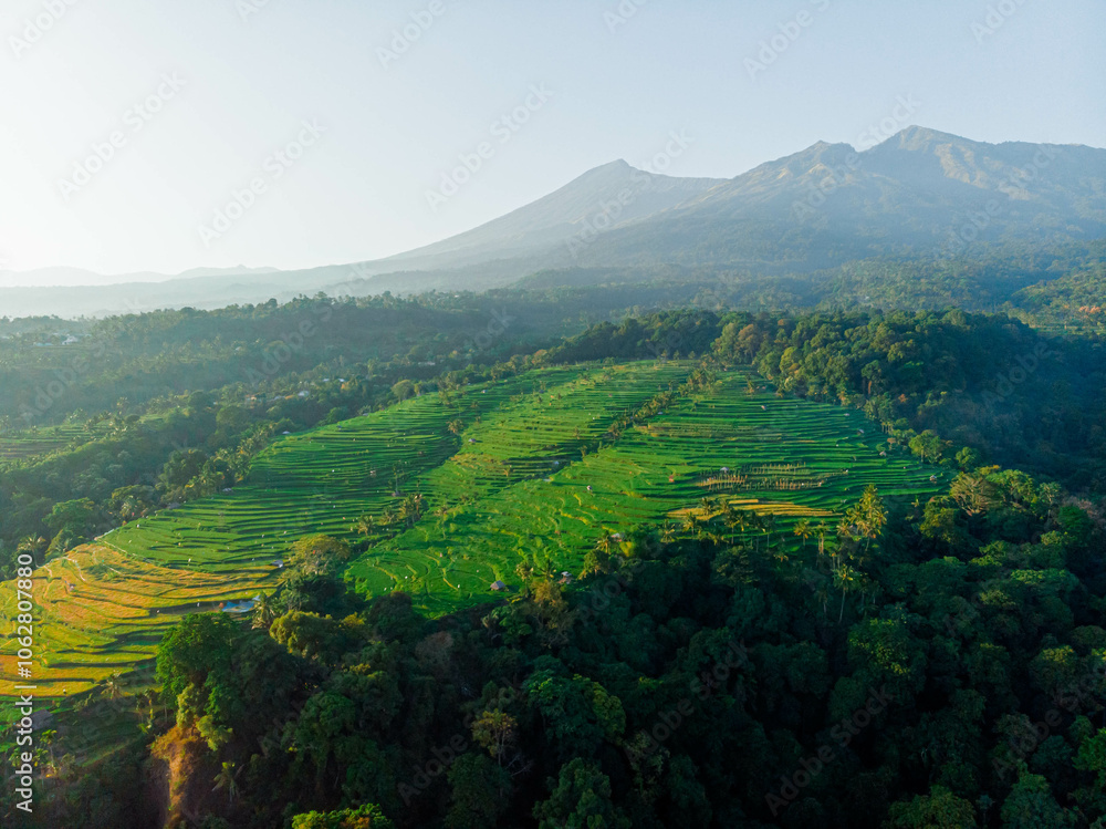 Naklejka premium Aerial drone view of terraced paddy field scenery with Mount Rinjani background in Senaru, Lombok, Indonesia, Lombok, Indonesia.