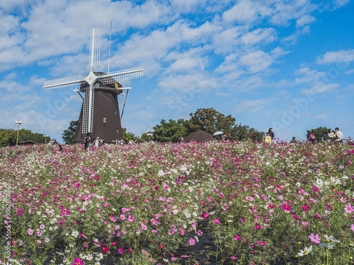 風車とコスモス