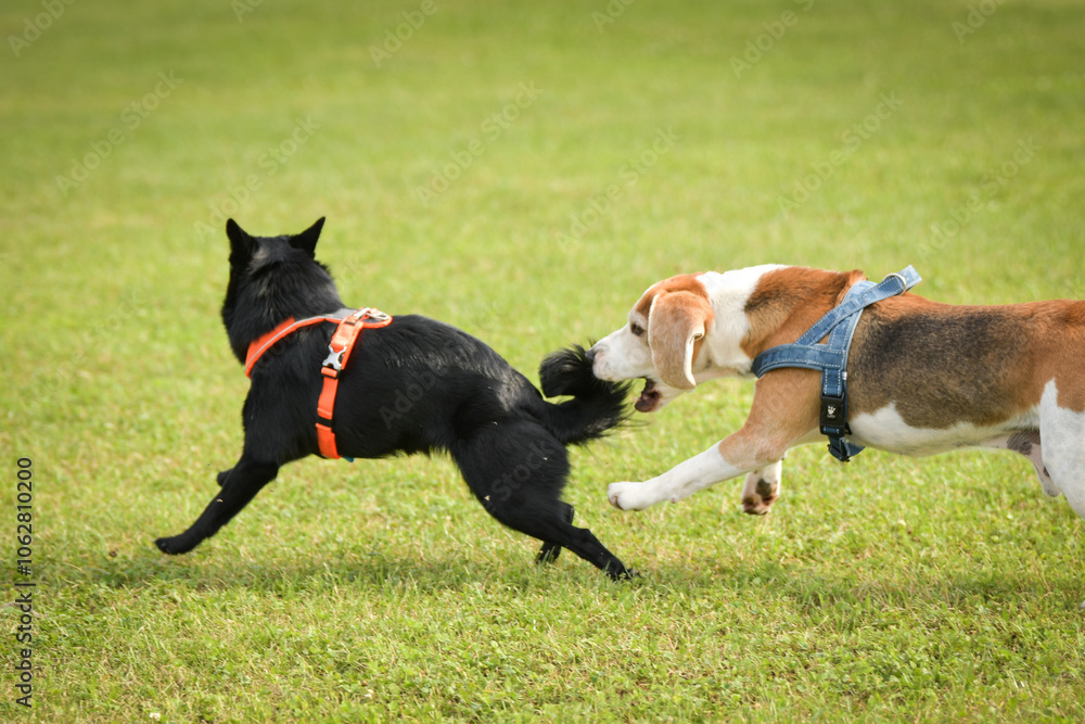 Dogs are playing outside in the grass. He is so crazy dog on trip.
Dogs are playing outside in the grass. He is so crazy dog on trip.
