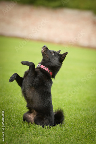 Summer portrait of dog. He is so cute in the nature. He has so lovely face	