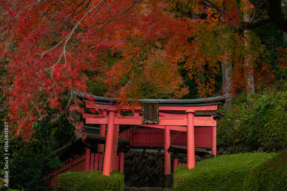 The Japanese torii gate among the maple leaves. The Japanese torii gate among the maple leaves.