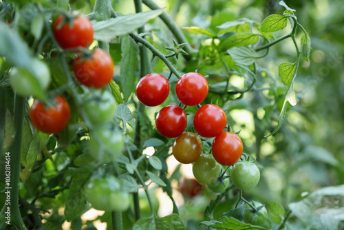 Small cocktail organic tomatoes ripening on a summer bush in a bio garden