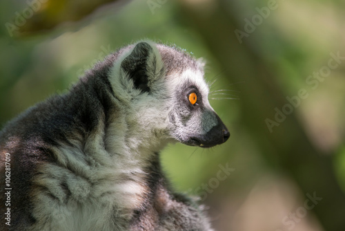 Wallpaper Mural Portrait of a Ring-Tailed Lemur Torontodigital.ca