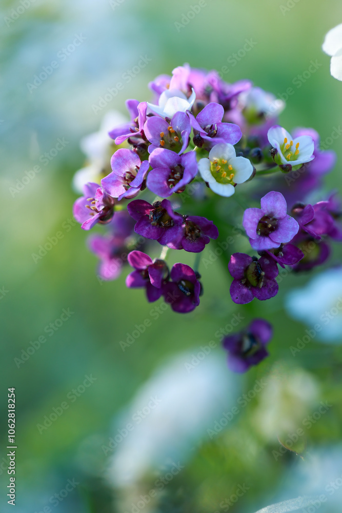 small flowers close up, macro photo of flowers with blurred background small flowers close up, macro photo of flowers with blurred background