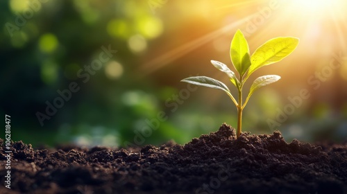 New Life Sprouts in Warm Light looks fresh