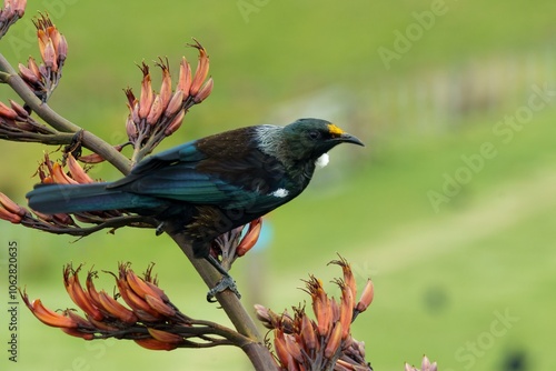 Colorful Tui sitting on Harakeke/Flax branch photo