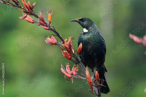 Colorful Tui sitting on Harakeke/Flax branch