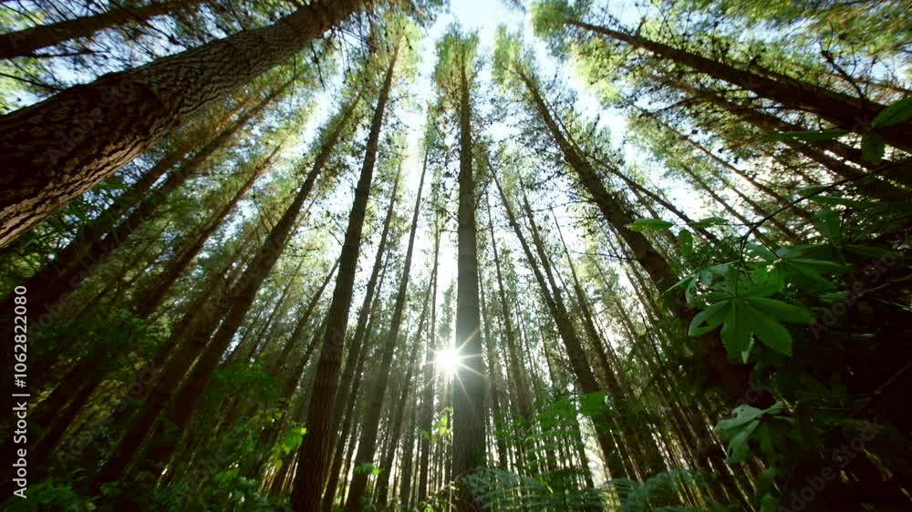wide angle moving in New Zealand Pine forest - mature trees - steadily moving