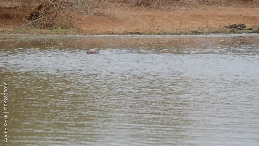 African Hippopotamus or Hippo in Kruger National Park South Africa swims through shimmering murky river water African Hippopotamus or Hippo in Kruger National Park South Africa swims through shimmering murky river water