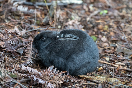 日本の広島県竹原市の大久野島にいたかわいいウサギ photo