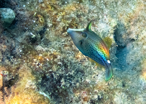 Young honeycomb filefish  triggerfish (Monocanthus sp.) or 
(Cantherhines par...