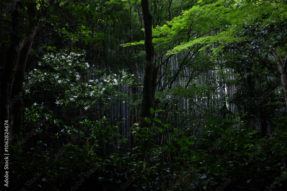 trees in the forest trees in the forest