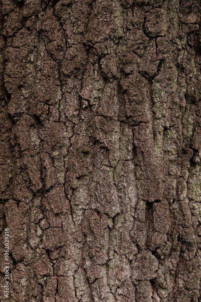 Tree bark as a background pattern Tree bark as a background pattern