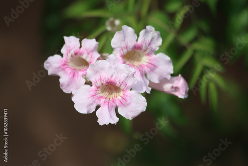 Wallpaper Mural Podranea ricasoliana is a species of flowering plant in the genus Podranea Torontodigital.ca