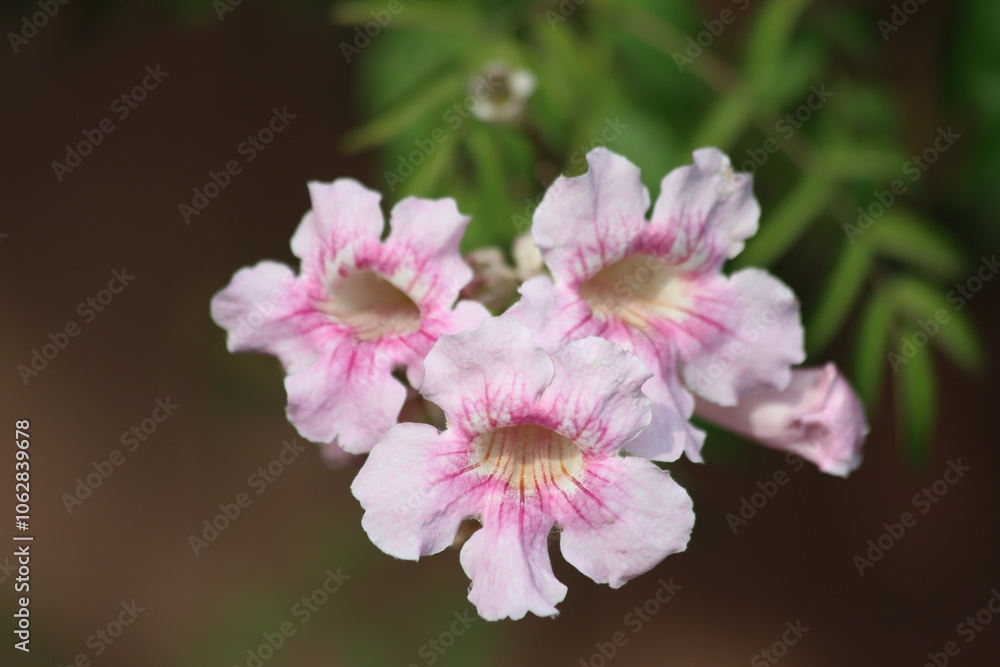 Podranea ricasoliana is a species of flowering plant in the genus Podranea Podranea ricasoliana is a species of flowering plant in the genus Podranea