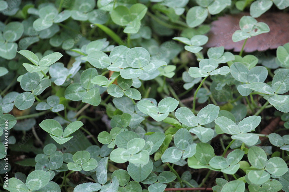 Image of four-leaf clover blooming on the Daecheongcheon trail Image of four-leaf clover blooming on the Daecheongcheon trail
