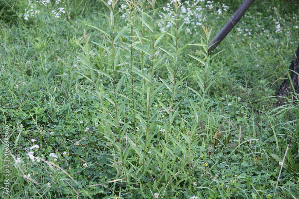 Obraz premium Image of the slender-leafed king hawkweed in bloom along the Daecheongcheon Stream trail