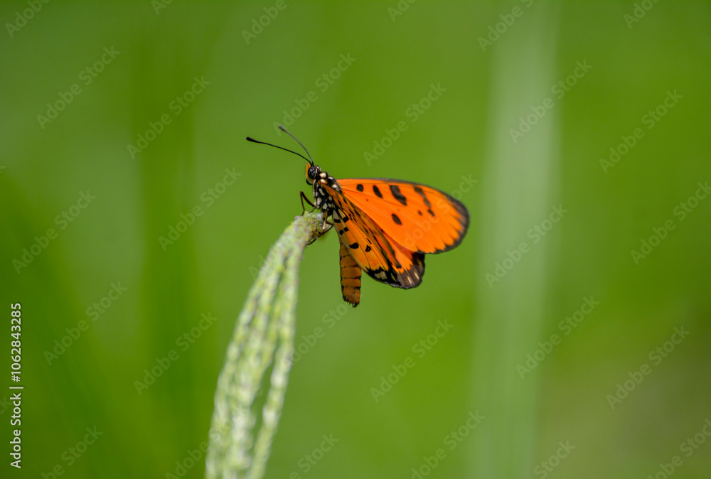 Obraz premium Plain Tiger Butterfly